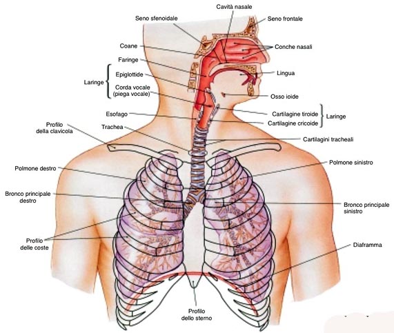 Vie Respiratorie