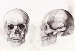 cranio facciale