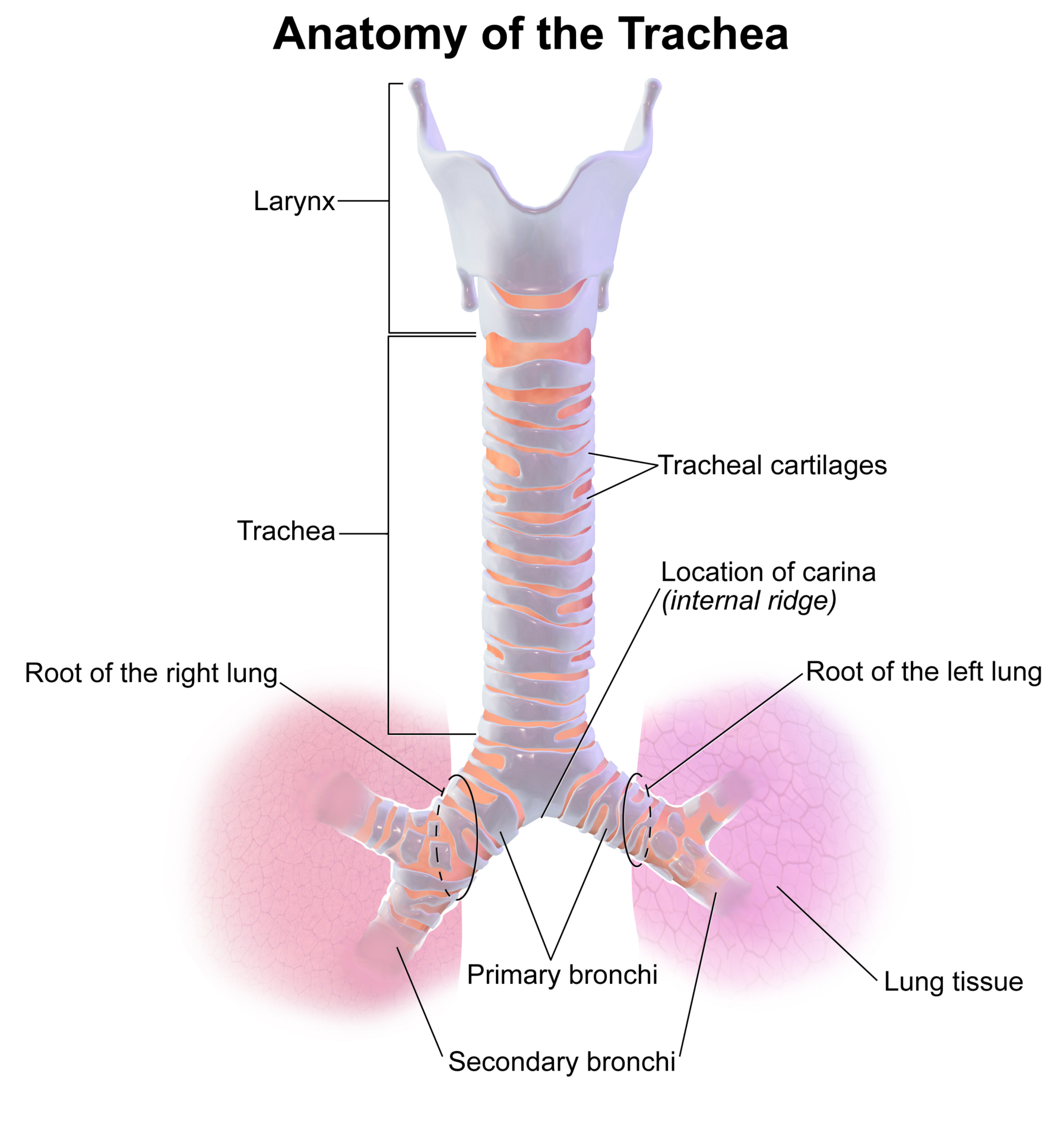trachea