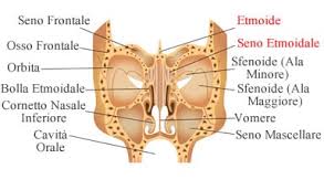 Seno etmoidale