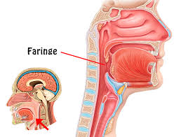 faringe