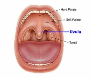 Ugola
