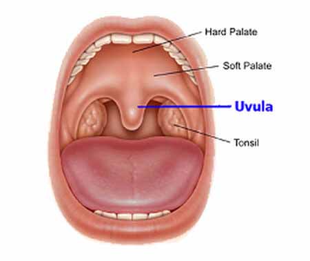 Ugola