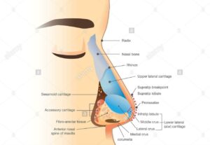 Anatomia del naso