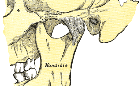 Articolazione temporo-mandibolare