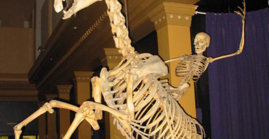 Scheletro (anatomia)